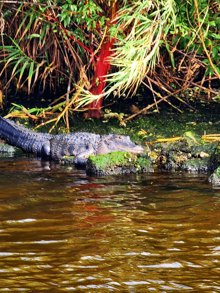 Nature tour nature tour alligator