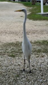 Bird In Parking Lot 169x300