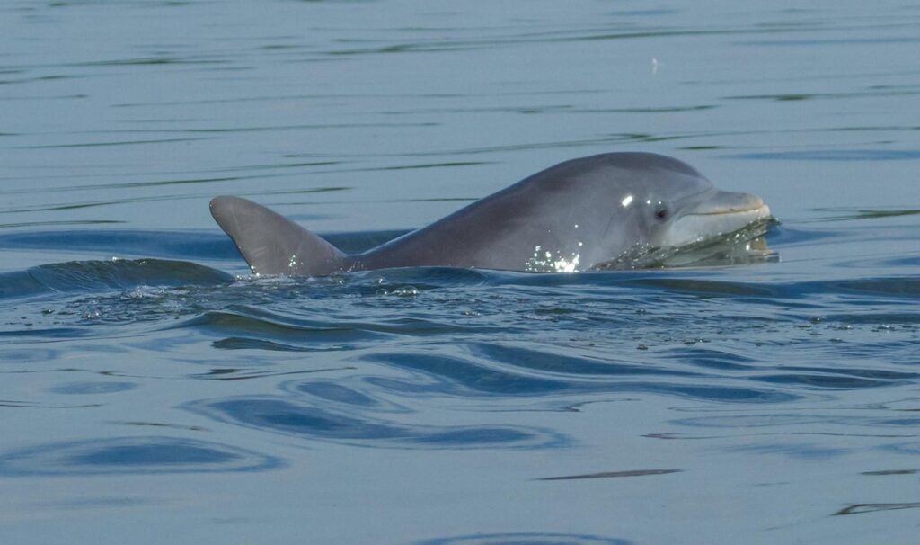 dolphin tour dolphin tour