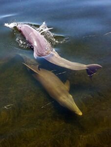 dolphin swimming shallow
