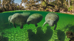 Homosassa Manatee Tour