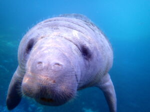 Homosassa manatee tour