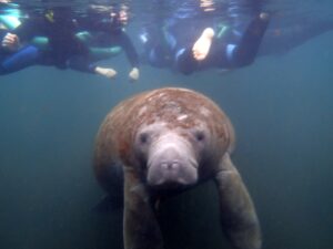 Manatee And Divers 300x225