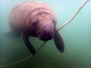 Homosassa manatee tour