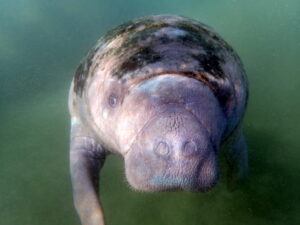 Homosassa manatee tour