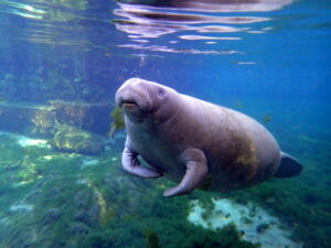 Manatee tour