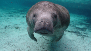 manatee in clear water