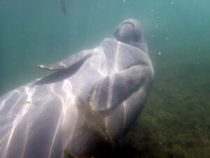 Homosassa manatee tour