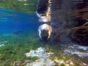 Homosassa manatee tour