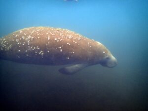 Homosassa manatee tour