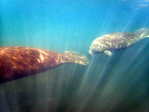 Homosassa manatee tour