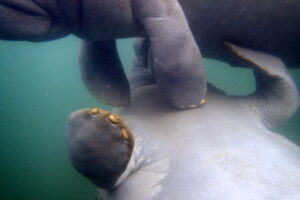 Homosassa manatee tour