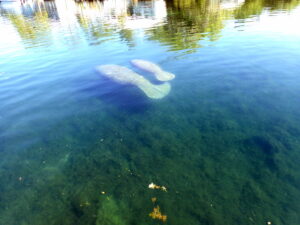 Homosassa manatee tour