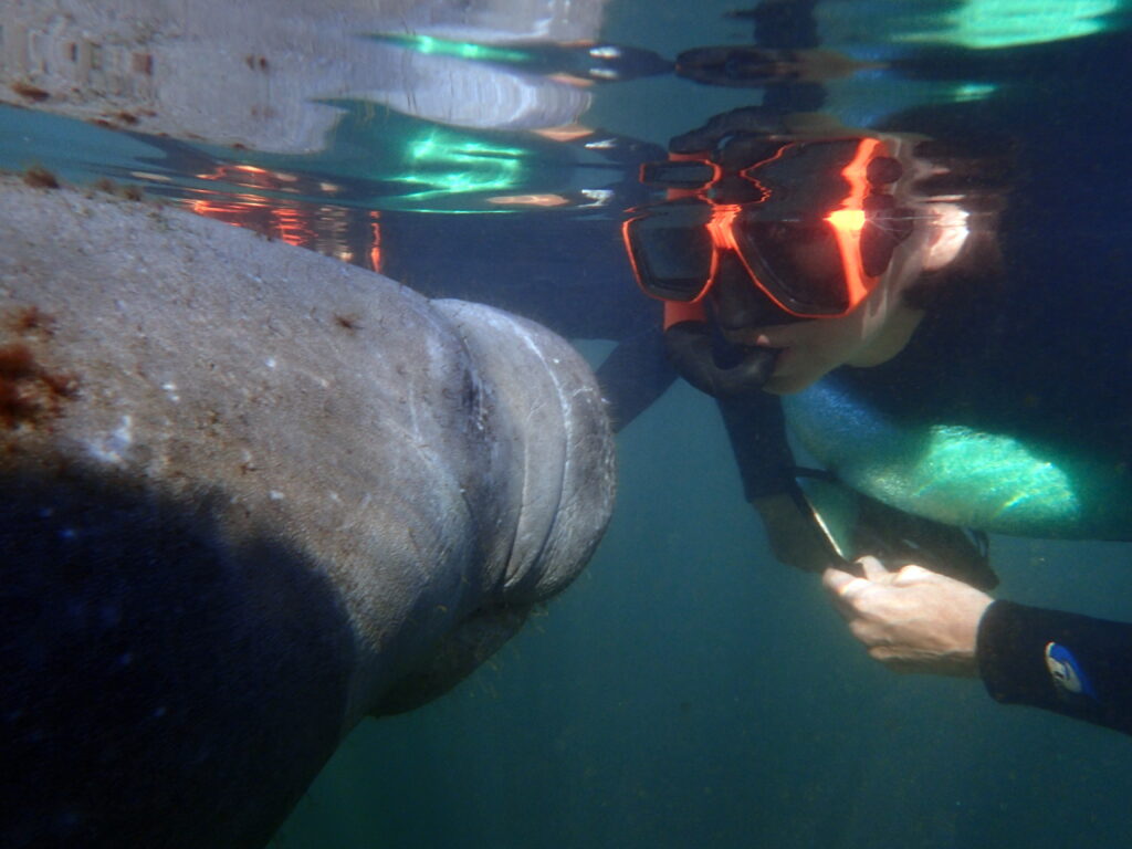 Homosassa Manatee Tours Homosassa Manatee Tours