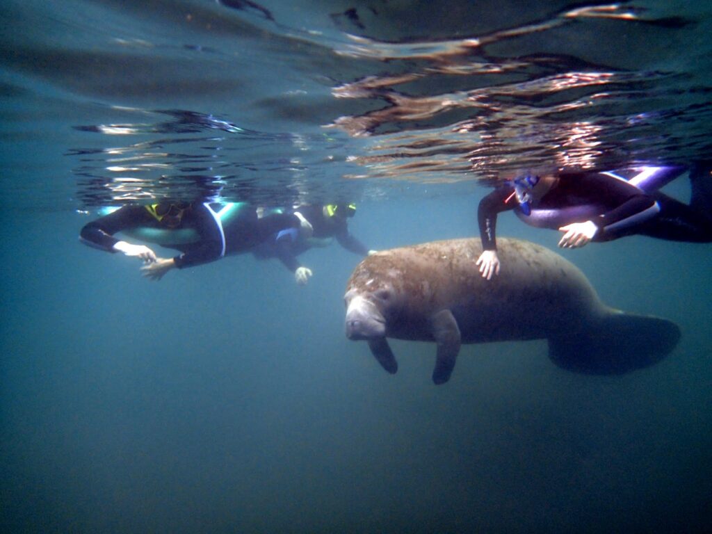 Homosassa Manatee tour Homosassa manatee tour