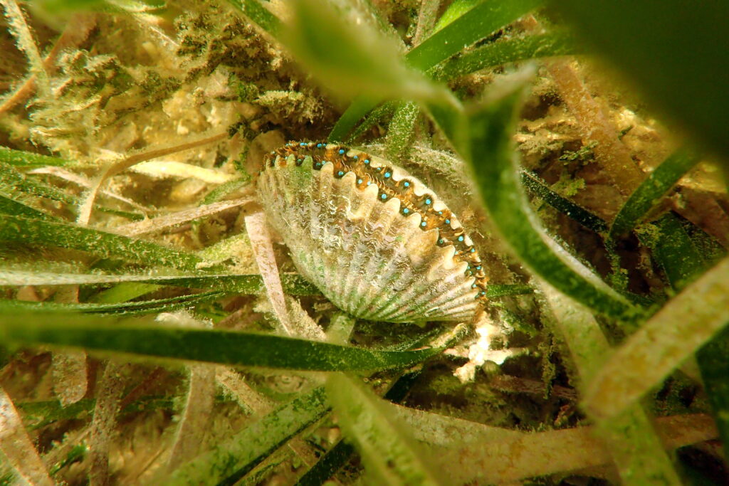 Homosassa scallop-in-grass-eyes Homosassa scallop in grass