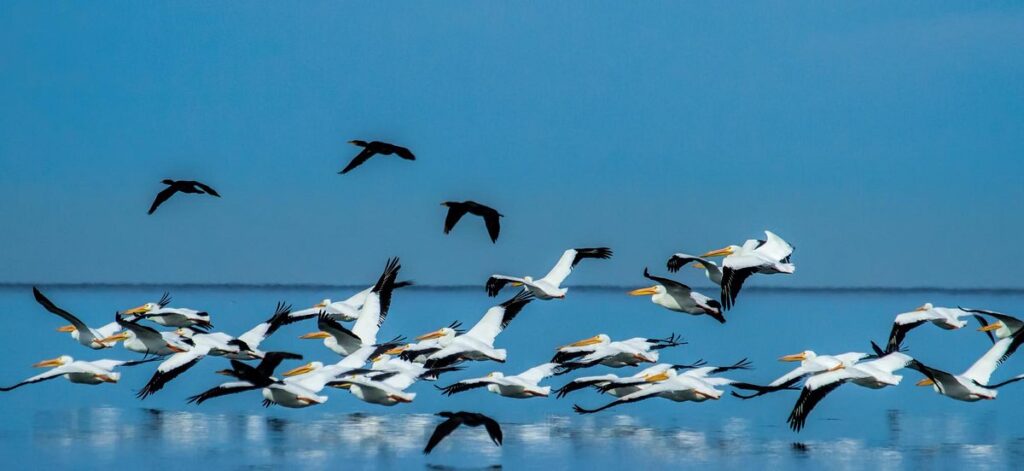 Eco Tour seagulls Homosassa Eco Tour Seagulls