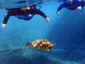 Homosassa manatee tour