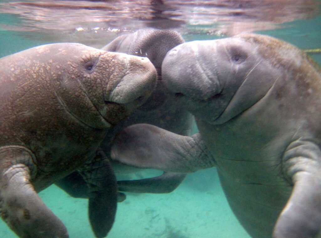 Homosassa Manatee Tours Homosassa Manatee Tours