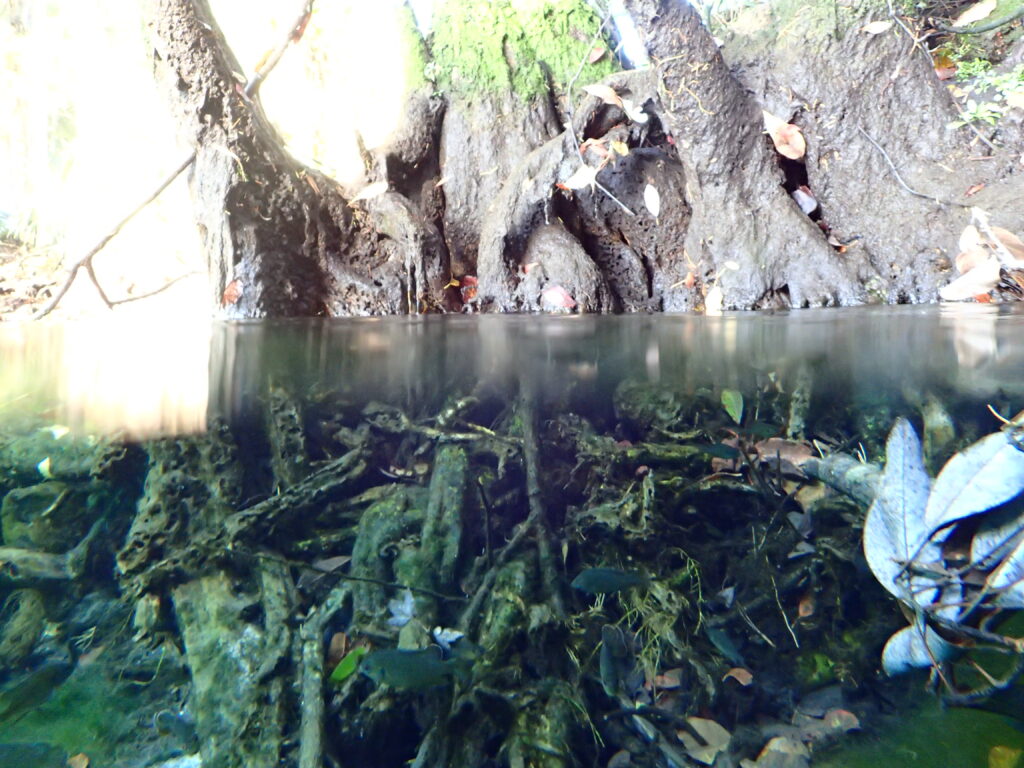 Tree Roots Underwater 1024x768