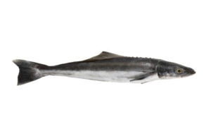 cobia