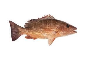 mangrove snapper