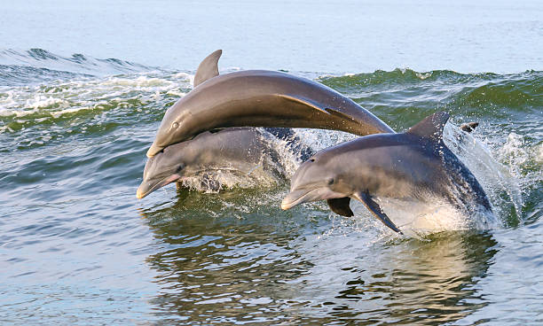 three dolphins jumping from the water on the alabama gulf coast. three dolphins jumping from the water on the alabama gulf coast.