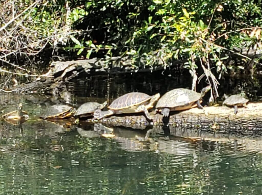homosassa boat tour eco tour