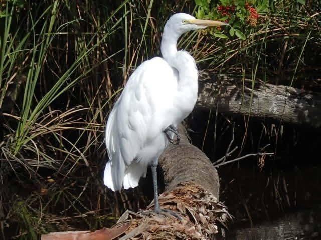 homosassa boat tour white bird homosassa boat tour white bird