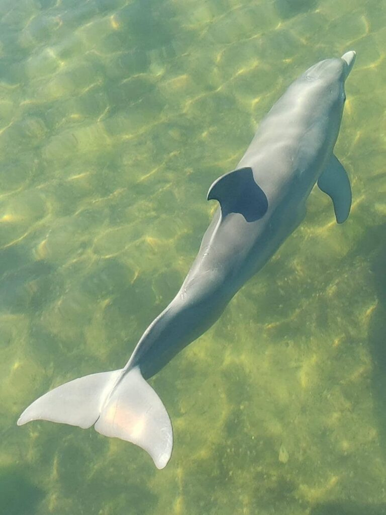 homosassa dolphin tour 1 dolphin homosassa dolphin tour 1 dolphin