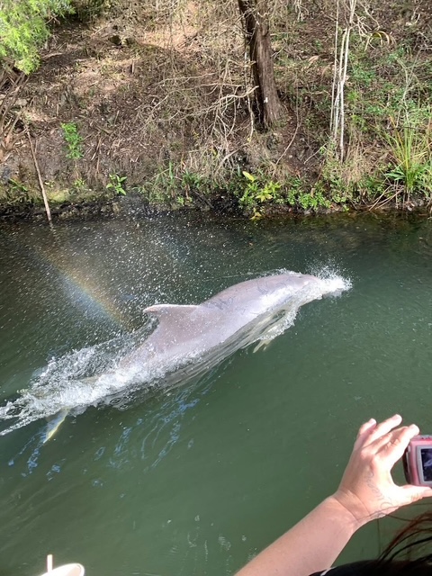 homosassa dolphin tour dolphin along river bank
