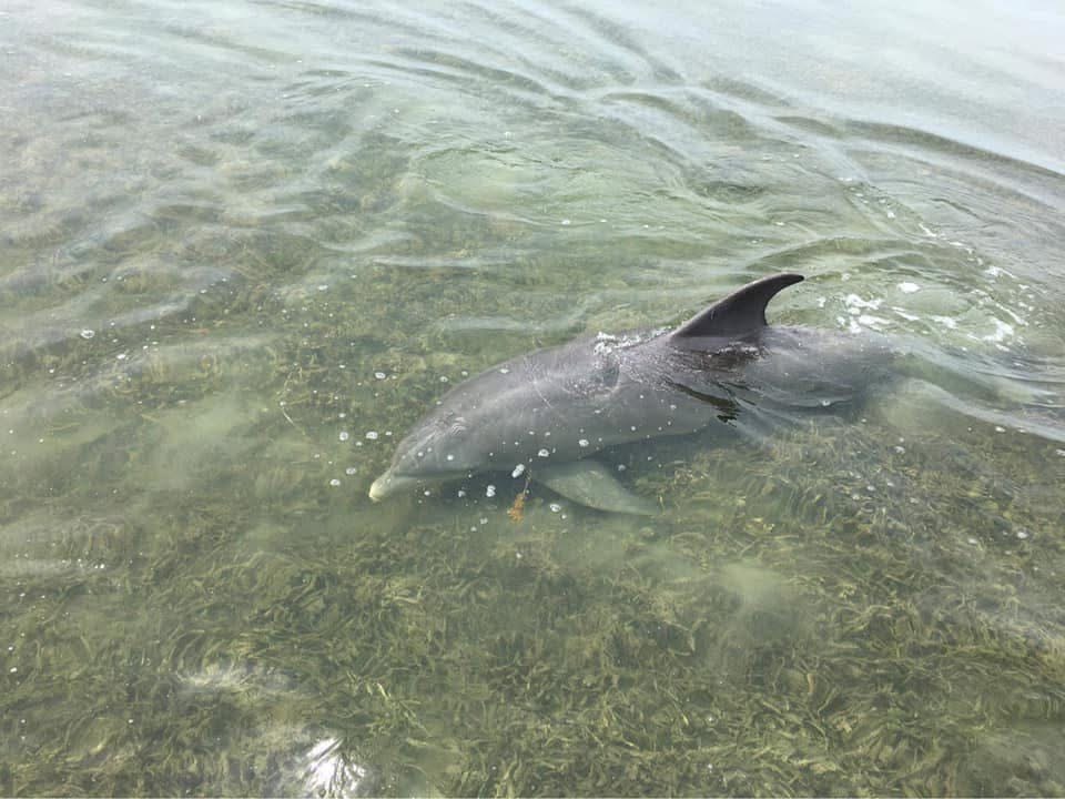 homosassa dolphin tour single dolphin homosassa dolphin tour single dolphin